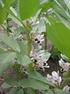 TASSONOMIA. DIVISIONE: Magnoliophyta CLASSE: Magnoliopsida SOTTOCLASSE: Rosidae ORDINE: Fabales FAMIGLIA: Fabaceae (=Leguminosae)