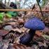 CORTINARIUS VIOLACEUS Linn.: Fries