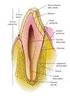 APERTURA BOCCALE Confini: labbra Funzione: ingestione e masticazione Aspetto: rima buccale più corta e larga in teste corte o brachicefale.