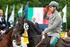 Federazione Italiana Sport Equestri