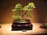 Social Bonsai. Armonia nello stile Bonsai. A cura di Giacomo De Felice. Stili bonsai ERETTO FORMALE 1/6