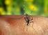 Studio sulla presenza di Aedes albopictus (Zanzara Tigre) nella provincia di Bergamo Anno 2012