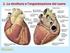 CENNI DI ANATOMIA E FISIOLOGIA DEL CUORE