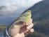 Resoconto dell attività di inanellamento degli uccelli a scopo scientifico in Piemonte e Valle d Aosta Anno 2010