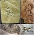 DINOSAURIA. La formazione da cui provengono i fossili del più antico dinosauro, Eoraptor, risalgono a 231 MAF circa.