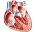 L elettrocardiogramma nella sindrome. di Wolff-Parkinson-White