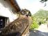 Il Progetto Alpi: studio della migrazione autunnale degli uccelli sulle Alpi italiane