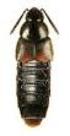 Revisione degli Xantholinini della sottoregione polinesiana (Coleoptera Staphylinidae)
