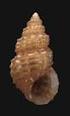 Due nuove specie di Alvania (Gastropoda: Rissoidae) dal nord-ovest della Turchia