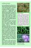 La flora terrestre. 10) In alto: lentisco con i frutti. 10 bis) al centro: la selaginella. 11) In basso: Centaurea aplolepa.
