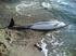 Spiaggiamenti di cetacei in Toscana: resoconto dell attività del progetto Gionha nel periodo