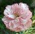 Garofani: standard e miniature Dianthus caryophyllus L.