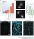 Sodium channel dysfunction in inherited and acquired cardiac diseases Casini, S.