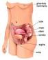 L utero è localizzato nella pelvi, in posizione antiversoflessa, dietro la vescica e davanti al retto.