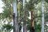 Specie legnosa: Nome botanico: Eucalipto Eucalyptus Grandis. Certificazioni: FSC 100% - MADE IN ITALY 100%