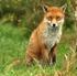 PIANO DI CONTROLLO DELLA VOLPE (Vulpes vulpes)