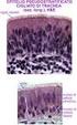 SPECIALIZZAZIONI DELLA REGIONE APICALE. Microvilli alla superficie di cellule epiteliali dell intestino tenue
