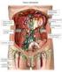 INDICE. parte prima NEOPLASIE DEL RENE