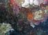 Il coralligeno. Organismi biocostruttori