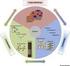 Stochastic diffusion processes with jumps for cancer growth and neuronal activity models