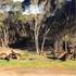 Progetto Wildlife / Kangaroo Island