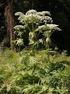 Heracleum mantegazzianum Sommier & Levier (Famiglia: Apiaceae, Ombrellifere)