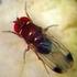 Aggiornamenti sulle strategie di controllo di Drosophila suzukii