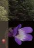 Contributo alla conoscenza floristica delle Colline Pisane: resoconto dell escursione del Gruppo di Floristica (S.B.I.) nel 2009
