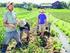 indietro ACCORDO DEL SETIORE AGRICOLO PER LA DISCIPLINA DELL APPRENDISTATO PROFESSIONALIZZANTE O DI MESTIERE