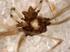 Ragni delle Filippine, I. Un nuovo Althepus cavernicolo dell'lsola di Mindanao (Araneae, Ochyroceratidae) Paolo Marcello BRIGNOLI*