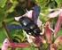 Biologia di Xylocopa (Xylocopa) violacea (L., 1758): specie di fiori visitate dalla femmina (Hymenoptera: Apidae)