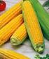 Linee guida per la riduzione del rischio di contaminazione da micotossine nel mais