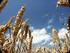 Piano nazionale cerealicolo: Progetto MICOPRINCEM azioni svolte, obiettivi raggiunti e ipotesi di nuove azioni.