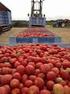 Coldiretti: la coltivazione del pomodoro rischia di sparire dalla pianura padana