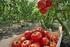 Coltivazione biologica e trasformazione del pomodoro da industria: effetti su qualità e caratteristiche nutrizionali dei prodotti BioPomNutri