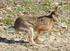 L AREA FAUNISTICA DELLA LEPRE ITALICA (LEPUS CORSICANUS) NEL PARCO REGIONALE MARTURANUM