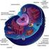 Cellula procariotica: struttura e funzionalità