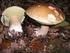 Boletus aestivalis (Paulet) Fr. Boletus edulis Bull.: Fr. Boletus aereus Bull.: Fr. Boletus pinophilus Poder, Cetto &