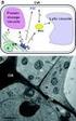 Sistema di Endomembrane