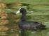 FOLAGA (Fulica atra) [04290] COMMON COOT