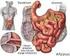 DUODENO: sezione corta in cui sboccano i dotti pancreatici e biliari DIGIUNO: 90% negli anim ali ILEO