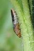 CONTROLLO DELLA COCCINIGLIA NERA DELLA VITE (TARGIONIA VITIS) SU VITE DA VINO IN PUGLIA