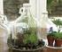 Giardinaggio in miniatura Vaso per piantine in bottiglia PET e molto altro