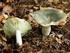 RUSSULA VIRESCENS (Schaeffer) Fries. RUSSULA XERAMPELINA (Schaeffer) Persoon var. erythropoda Pelt.