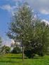 Pioppo bianco. Famiglia: SALICACEE Genere: POPULUS Populus alba White poplar