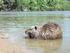 PIANO DI CONTROLLO DELLA SPECIE NUTRIA DELL AREA NORD