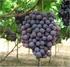 Il mal dell esca della vite ad uva da tavola in Puglia
