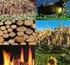 I biocombustibili: : applicazioni e complicazioni per il settore agricolo