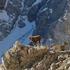 2 CENSIMENTO INVERNALE STAMBECCO Capra ibex Valle Varaita