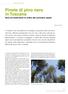 Pinete di pino nero in Toscana Note sul trattamento in ordine alle normative vigenti